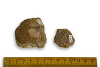 F 03722
<br/>
<br/>
<em></em>